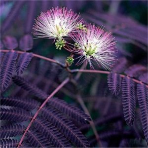 Albízia čokoládová (Albizia julibrissin) ´SUMMER CHOCOLATE´ - výška 200-250 cm, obvod kmeňa 8/10 cm, kont. C25L